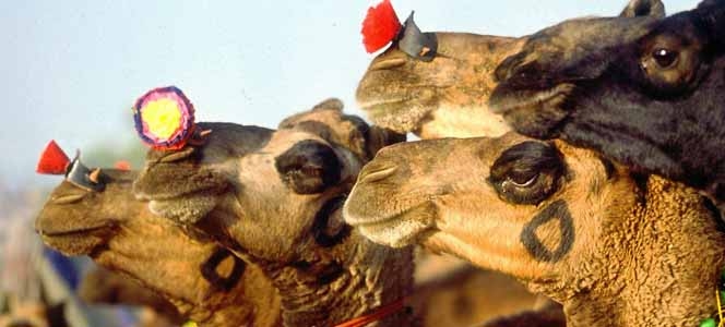 Bikaner