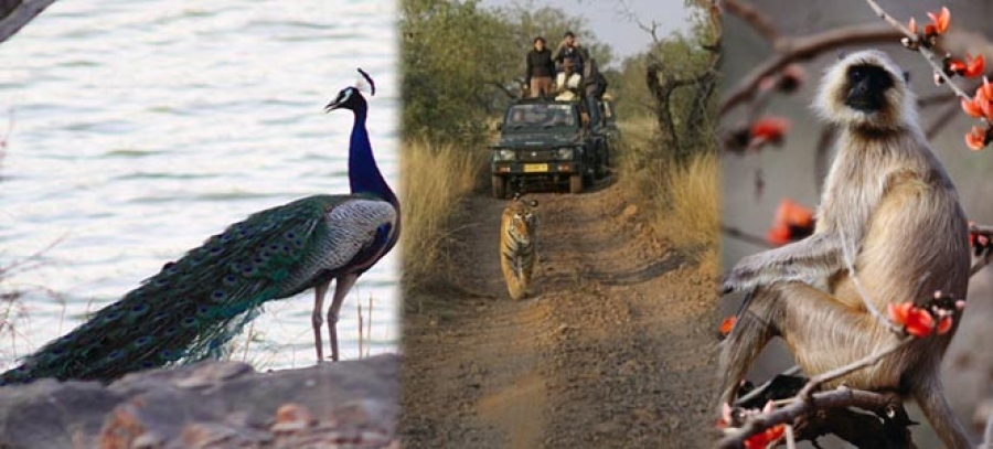 Bikaner